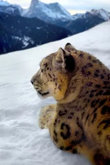 Deurstickers Photomontage of a snow leopard © Mikael Damkier