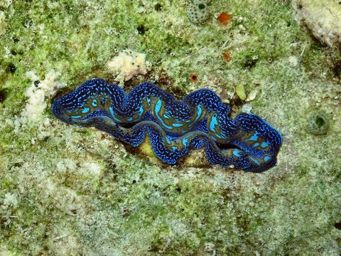 Tridacna