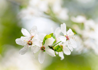 Fototapeta premium Spring white blossoms.