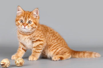 Red kitten two balls on grey background