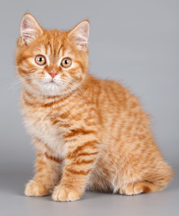 Fototapeta na wymiar Red kitten on grey background