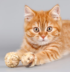 Red kitten two balls on grey background
