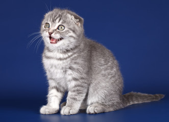 Kitten on blue background