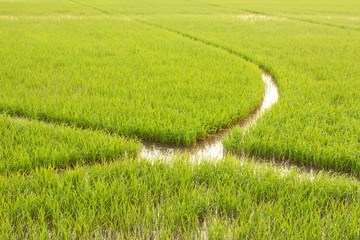 Green rice field