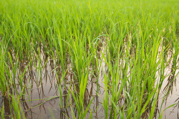 Obraz premium Green rice field