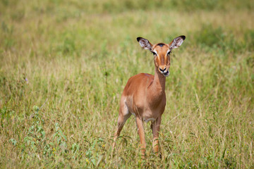 impala in savanna