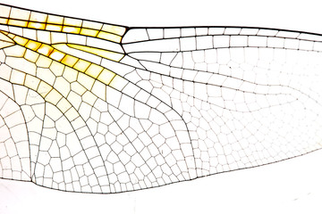 closeup image of dragonfly wing - obrazy, fototapety, plakaty