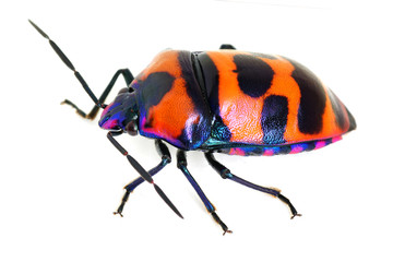 Eucorysses grandis
