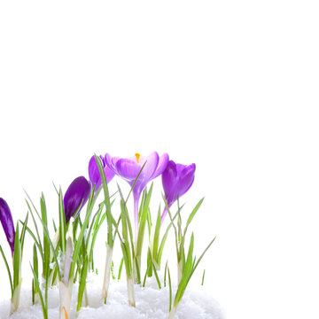 Crocus flowers in the snow