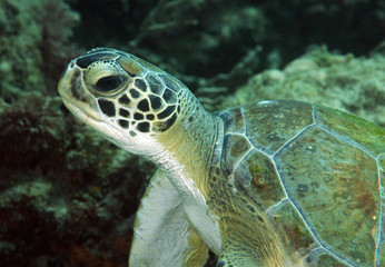 Grean Sea Turtle Resting near a coral reef