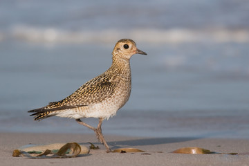 Goldregenpfeifer (Pluvialis apricaria)