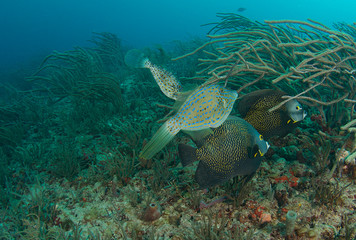Scrawled Filefish and French Angelfish near soft coral