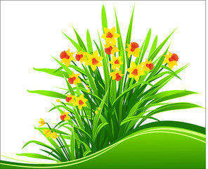Passover, Easter flower narcissus