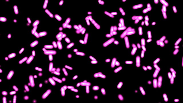 Bacteria in puple color in animation