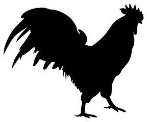 silhouette of rooster