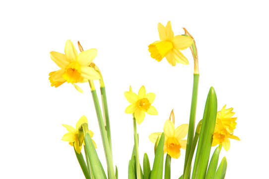 Fr&uuml;hbl&uuml;her Osterglocken