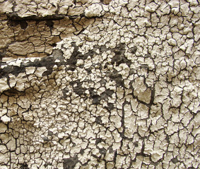 detail of crackled black and white paint