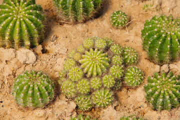 Detail of cactus growing