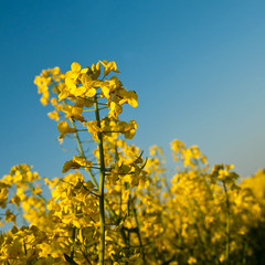 champ de colza