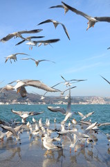 seagulls
