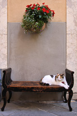 Gatto su panca e fiori, Pontremoli