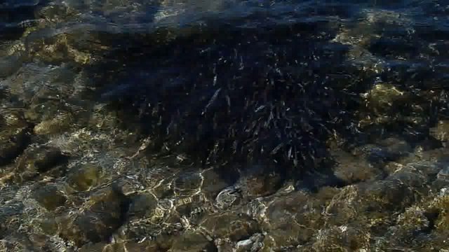 movimento d'alghe e acqua