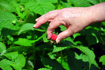 a hand picking raspberry from garden
