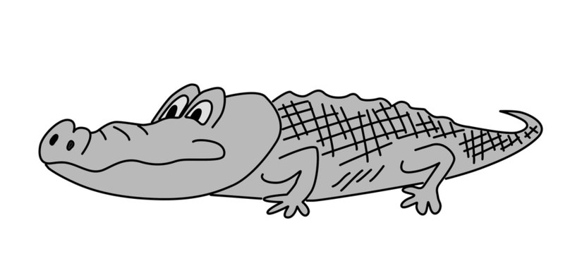 gray crocodile on white background