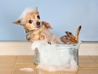 chihuahua in a bath