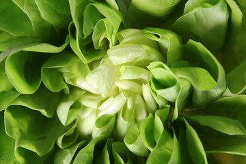 EDZR - Fresh Lettuce Close-up