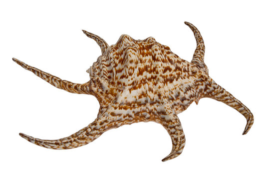 Sea shell Harpago