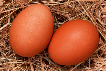Eggs in nest