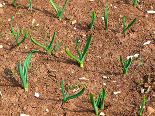 young plants
