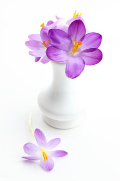 Violet crosus in vase for spring