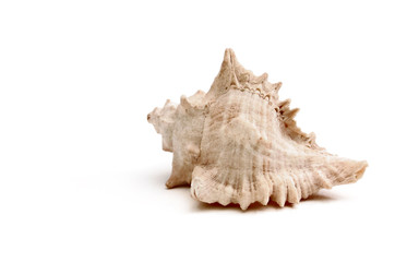 Sea shell
