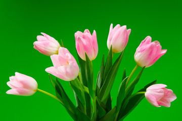 pink tulips on  green background