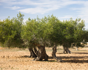 Olive Orchard