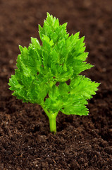 Green seedling