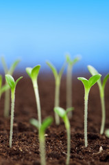 Green seedling