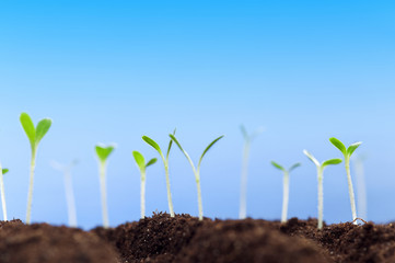 Green seedling
