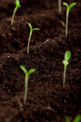 Green seedling
