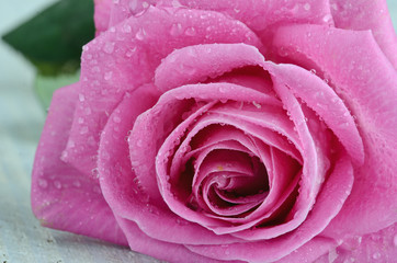 Close-up of a pink rose with waterdrops