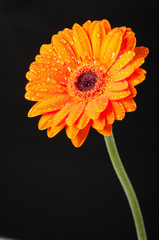 Orange Daisy Gerbera Flower on black background