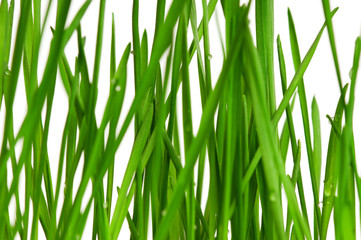 Wheat grass
