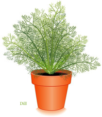 Dill Herb or Dill Weed in Flowerpot. To season foods, pickles.