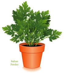 Italian Flat Leaf Parsley, Clay Flowerpot. For cooking, garnish.
