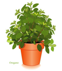Italian Oregano in Clay Flowerpot. Mediterranean cooking.