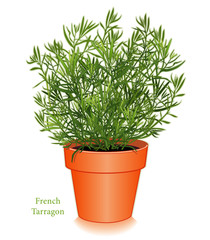 French Tarragon in Clay Flowerpot. For Fines Herbes, cooking.