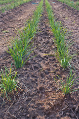 Celery vegetable in garden
