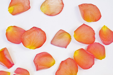 Rosenblütenblätter